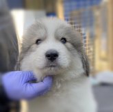 グレートピレニーズ