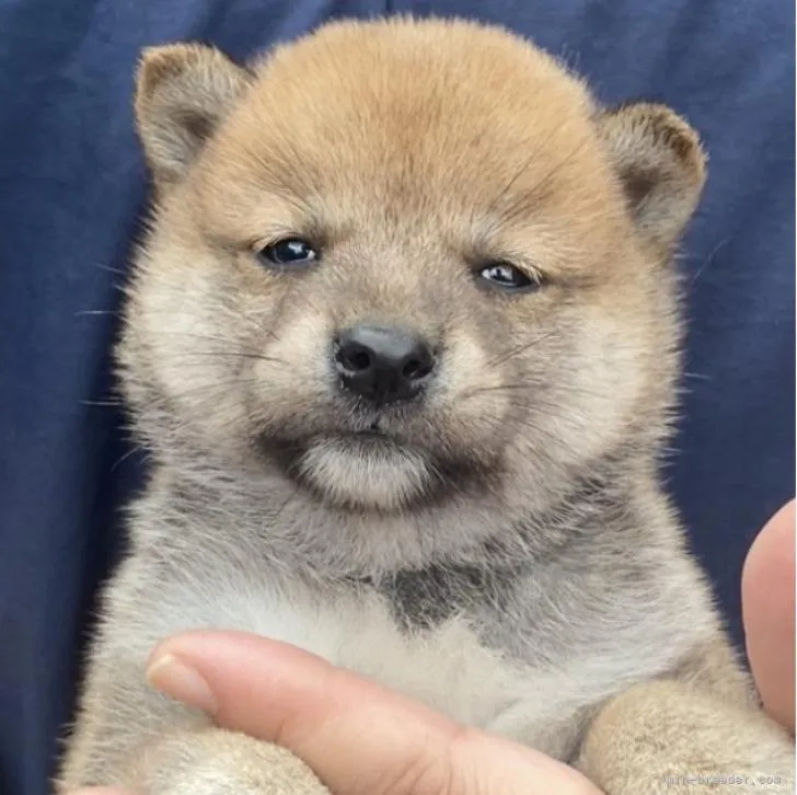 Y.k 様のお迎えした子犬