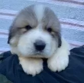 グレートピレニーズ【宮崎県・男の子・2024年4月8日・ホワイト、バッジャーマーキング】の写真2