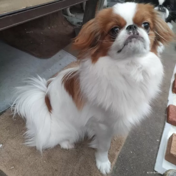 ID：2402-02743の子犬