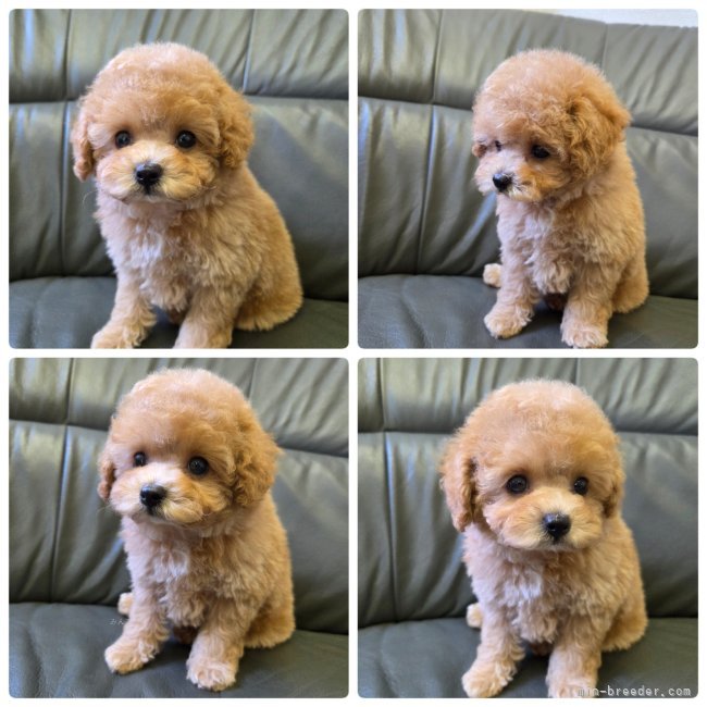 岡田　真登香(おかだ　まどか)ブリーダー(茨城県・チワワ(スムース)など・JKC登録)の紹介写真9