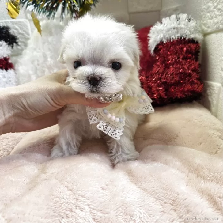 チワマル(チワワ×マルチーズ)【茨城県・男の子・2025年9月26日・クリーム&amp;ホワイト】の写真1