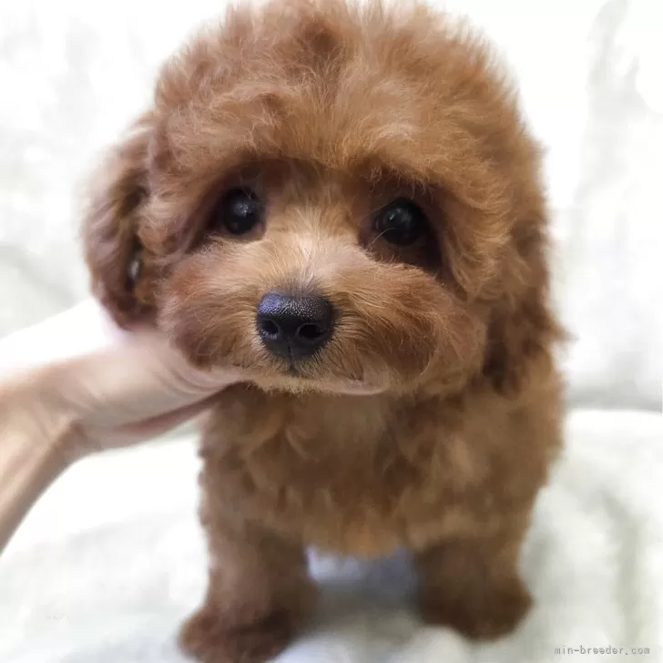 ID：2507-05177の子犬