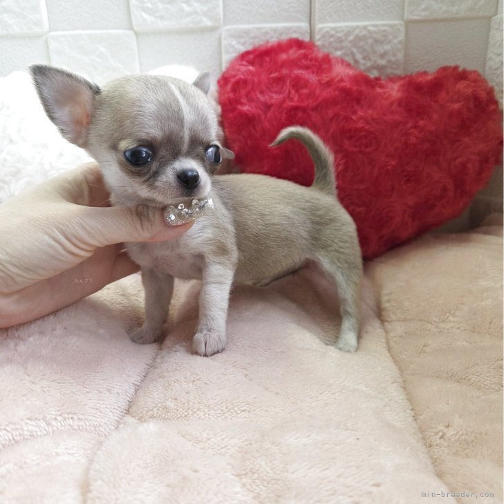 ブリーダー画像