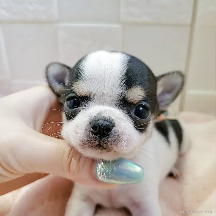 ID：2504-00876の子犬