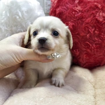 チワックス(チワワ×ダックスフンド)【茨城県・男の子・2025年10月4日・イエロー】の写真「🍀可愛い4兄妹🍀長男くんです🍀」