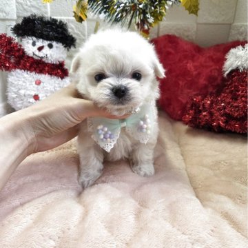 チワマル(チワワ×マルチーズ)【茨城県・女の子・2025年9月26日・クリーム&ホワイト】の写真「🌼三女ちゃんです🌼最終見学日11月23日(日)」