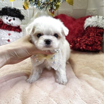 チワマル(チワワ×マルチーズ)【茨城県・女の子・2025年9月26日・クリーム&ホワイト】の写真「🌼長女ちゃんです🌼見学最終日11月23日(日)」