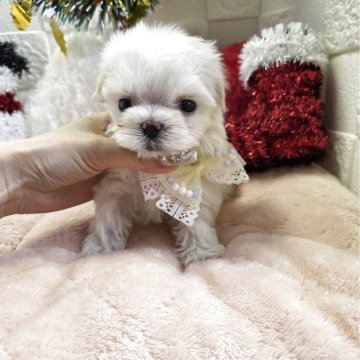 チワマル(チワワ×マルチーズ)【茨城県・男の子・2025年9月26日・クリーム&ホワイト】の写真「🍀小さいけど長男です🍀見学最終日11月23日」