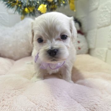 マルックス(マルチーズ×ダックスフンド)【茨城県・女の子・2025年11月1日・クリーム】の写真「小ぶりな5兄妹の三女ちゃん🎄✨」