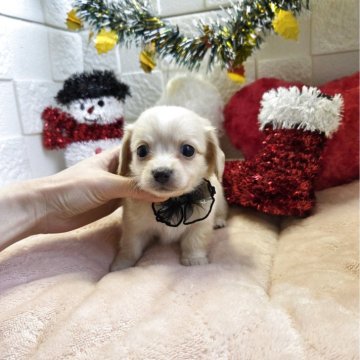 チワックス(チワワ×ダックスフンド)【茨城県・男の子・2025年10月4日・イエロー】の写真「🍀可愛い4兄妹🍀長男くんです🍀見学30日まで」