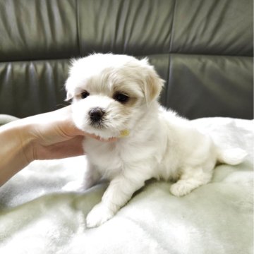 マルチーズ【茨城県・女の子・2025年6月28日・ホワイト】の写真「わがままボディーちゃん🌻」