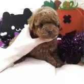 タイニープードル