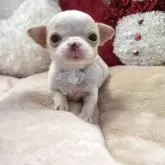 チワワ(スムース)【茨城県・男の子・2025年11月12日・ホワイト&クリーム】の写真1