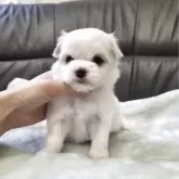 マルチーズ