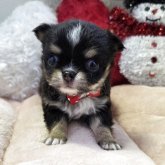 チワワ(ロング)