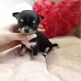 チワワ(スムース)