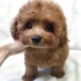 タイニープードル