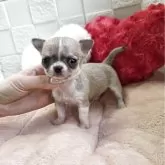 チワワ(スムース)