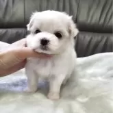 マルチーズ