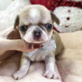 チワワ(スムース)