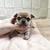 チワワ(スムース)