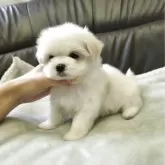 マルチーズ