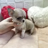 チワワ(スムース)【茨城県・女の子・2025年9月19日・レッド&ホワイト】の写真5