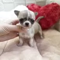 チワワ(スムース)【茨城県・女の子・2025年9月19日・レッド&ホワイト】の写真11