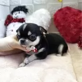 チワワ(スムース)【茨城県・女の子・2025年10月10日・ブラックタン&ホワイト】の写真4