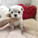 チワマル(チワワ×マルチーズ)【茨城県・男の子・2025年9月26日・クリーム&ホワイト】の写真3