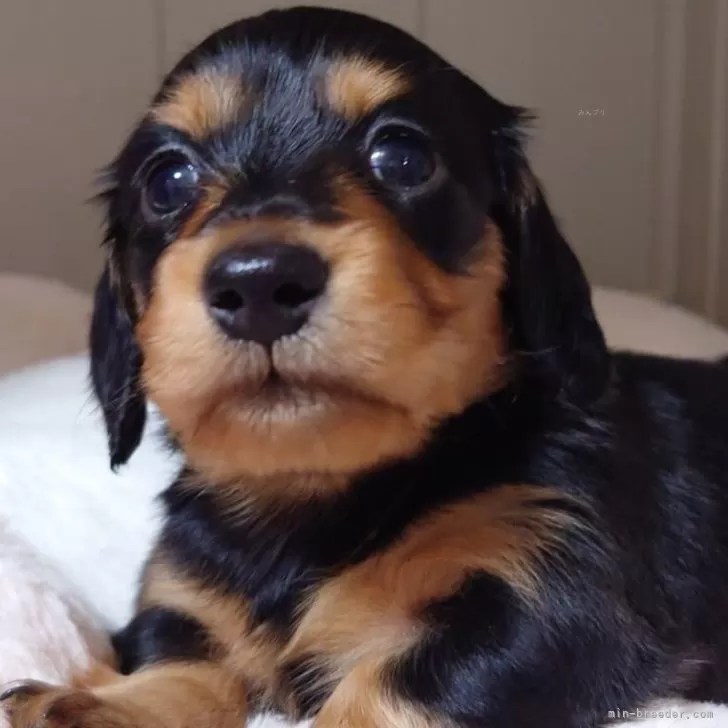 ID：2501-06096の子犬