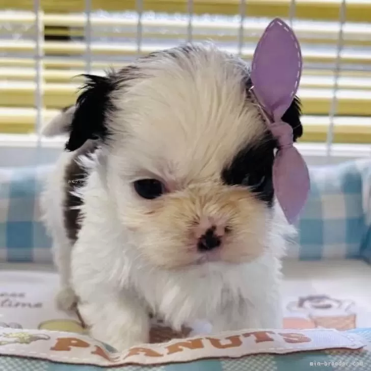 シーズー【愛知県・男の子・2025年10月29日・ホワイト&amp;ゴールド】の写真1