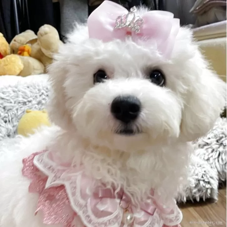 ID：2504-07553の子犬