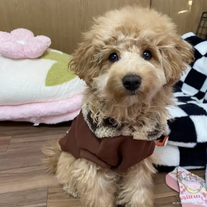 マルプー(マルチーズ×トイプードル)【愛知県・男の子・2025年7月19日・アプリコット】の写真1「イケメンでしょ🐶😍すくすく成長中‼️」