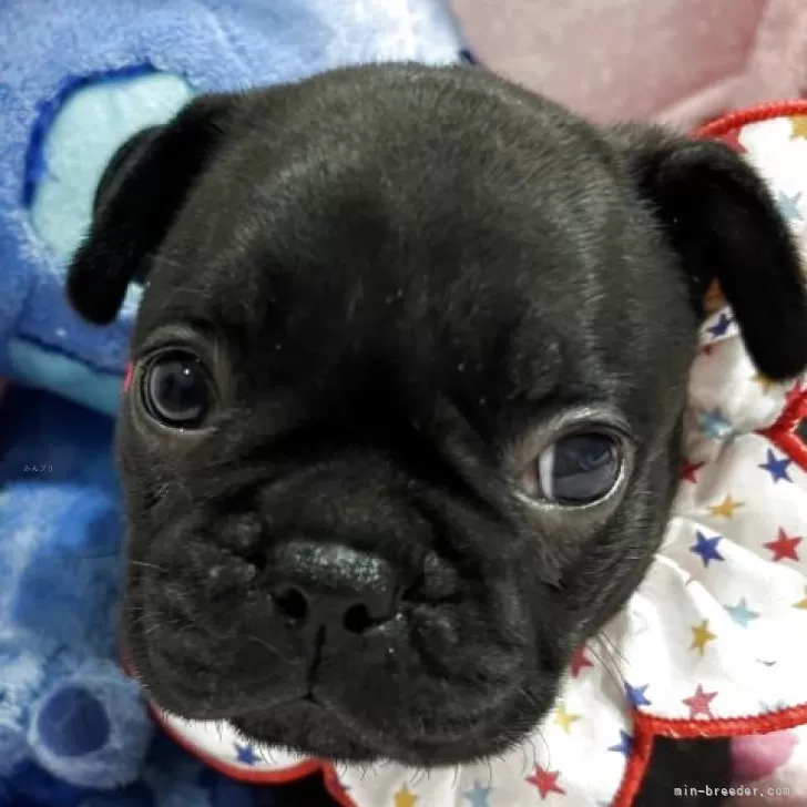 ID：2506-08409の子犬