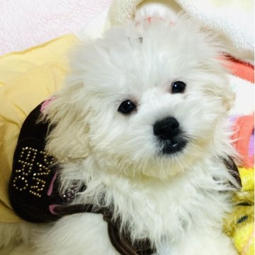 ペキプー(トイプードル×ペキニーズ)【愛知県・女の子・2025年7月17日・ホワイト】の写真「のんびりやのお姫様❗️🩷😍」