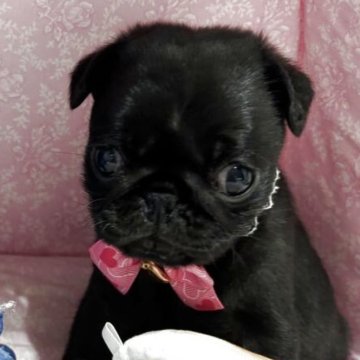 パグ【愛知県・女の子・2025年2月27日・ブラック】の写真「控えめな子です
体は1番小さいです。」