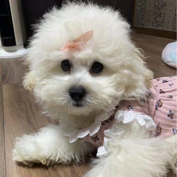 ペキプー(トイプードル×ペキニーズ)【愛知県・女の子・2025年7月17日・ホワイト】の写真「大きなお目目のおてんばガール🩷😍」