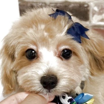 マルプー(マルチーズ×トイプードル)【愛知県・男の子・2025年6月25日・アプリ🩵】の写真「物静かな男の子です。😍🩵」