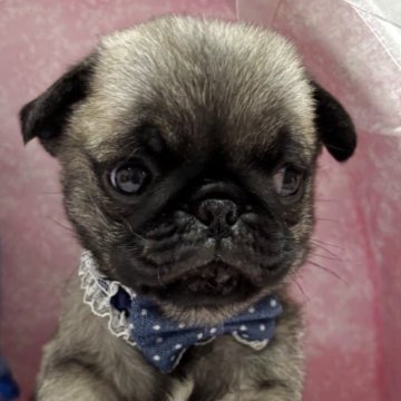 パグ【愛知県・男の子・2025年5月29日・フォーン】の写真「凄くおとなしい　マイペース」