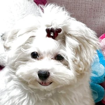 マルプー(マルチーズ×トイプードル)【愛知県・男の子・2025年3月31日・クリーム🩵🩷🩷🤗🩷】の写真「良い子です😍🐶」