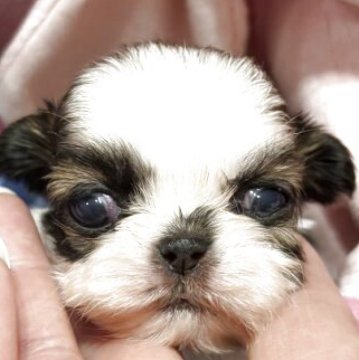 シーズー【愛知県・男の子・2025年4月18日・ホワイトアンドゴールド】の写真「凄く小さいです」