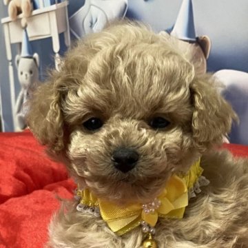 マルプー(マルチーズ×トイプードル)【愛知県・男の子・2025年1月28日・クリーム】の写真「小さくても元気いっぱい😃」