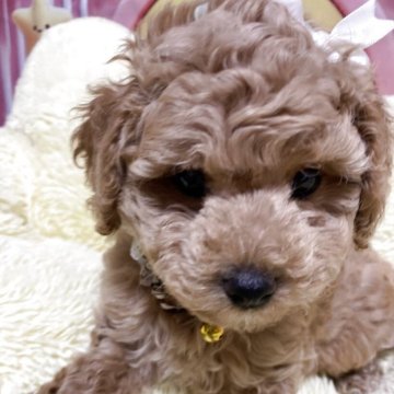 マルプー(マルチーズ×トイプードル)【愛知県・男の子・2025年7月19日・レッド】の写真「元気いっぱいわんぱくボーイ😍」