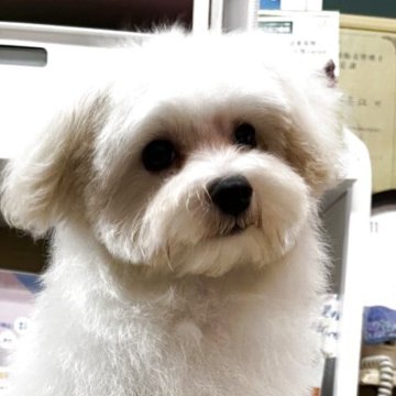 マルプー(マルチーズ×トイプードル)【愛知県・男の子・2025年3月31日・❤️🩷クリーム🩵🩷🩷🤗🩷】の写真「小ぶりの可愛い子ですおとなしい🩷🩷🤗」