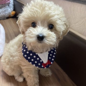 マルプー(マルチーズ×トイプードル)【愛知県・男の子・2025年8月27日・クリーム】の写真「のんびりやでシャイな男の子👦💕💕」