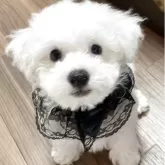 ビションフリーゼ