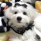 ビションフリーゼ