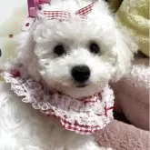 ビションフリーゼ